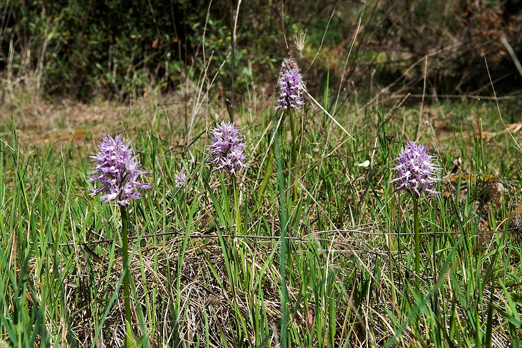Orchis italica.20120415_8995.jpg