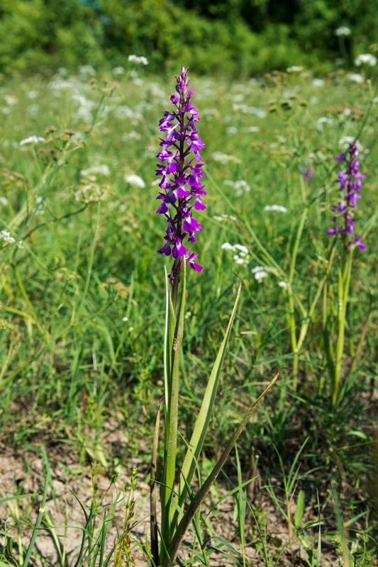 Orchis laxiflora palustris.20130512_2643.jpg