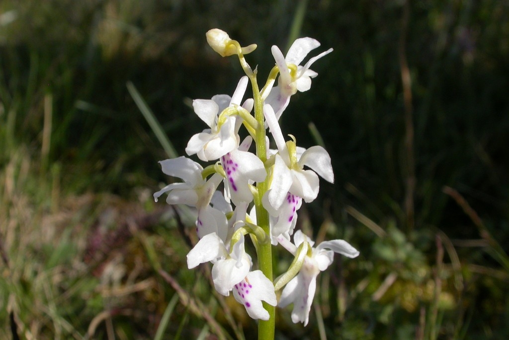 DSCN2700.JPG - Early Purple Orchid (Órchis máscula) Tyndakset Gøgeurt, Sweden.