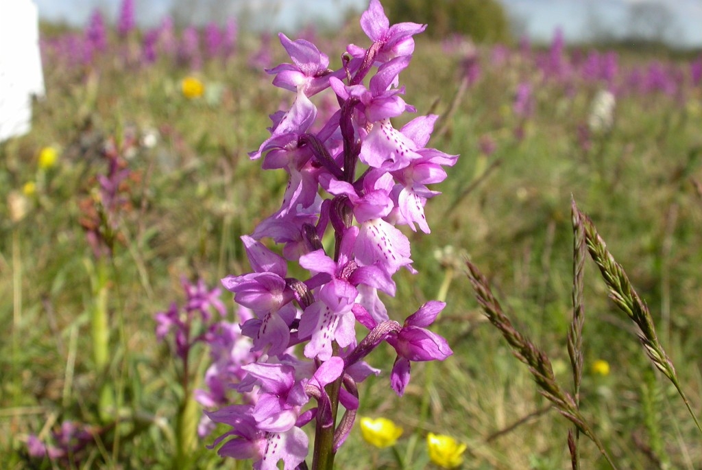 DSCN2705.JPG - Early Purple Orchid (Órchis máscula) Tyndakset Gøgeurt, Sweden.