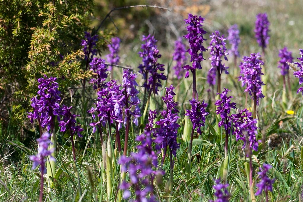 Tyndakset gøgeurt.201120maj_0021.jpg