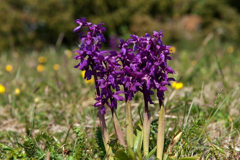 Tyndakset gøgeurt.201121maj_9964.jpg