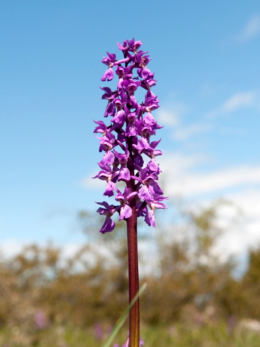 Tyndakset gogeurt.20100530_1256.jpg