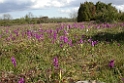 DSCN2710