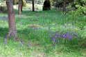 Orchids.20100530_1260