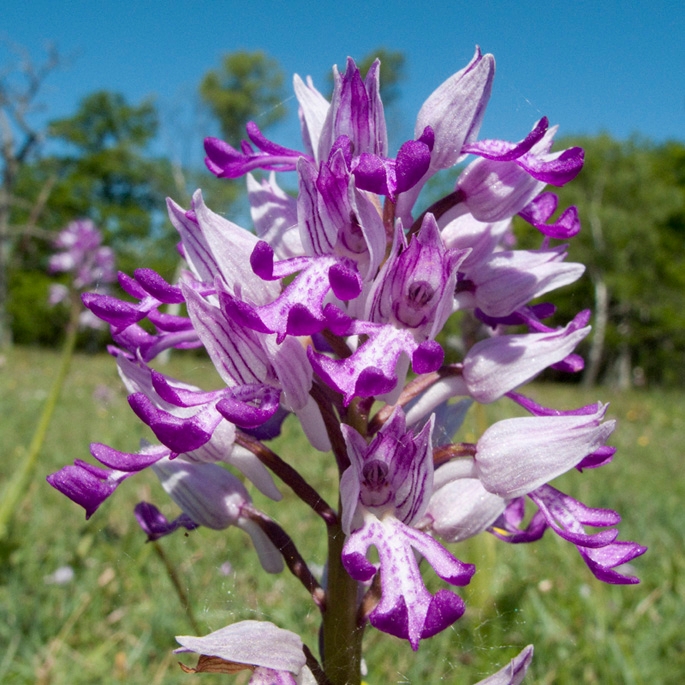 Ridder gogeurt.200901jun_0858.jpg - Military Orchid (Orchis militáris) Ridder-gøgeurt, Sweden.