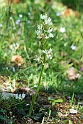 Orchis provincialis.20140507_5685