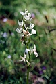 Orchis provincialis.20140507_5687