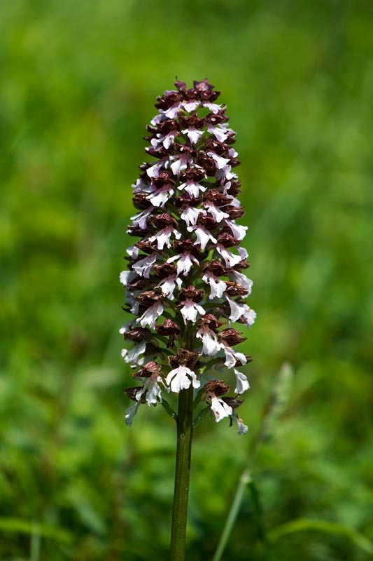 Stor gøgeurt_DSC8309_20130601.jpg