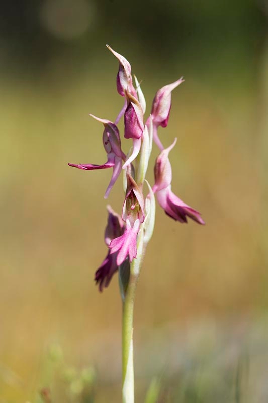 Orchis sancta_DSC6865.jpg