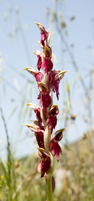 Orkide.30apr2008_0911.jpg - Holy Orchid (Orchis sancta), Cyprus 2009.