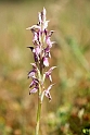 Orchis sancta_DSC6879