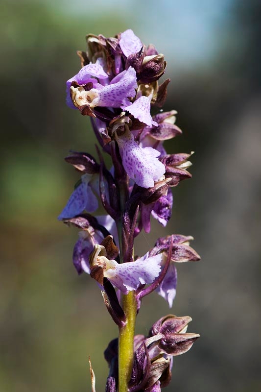 Spitzel gøgeurt.201231maj_5165.jpg