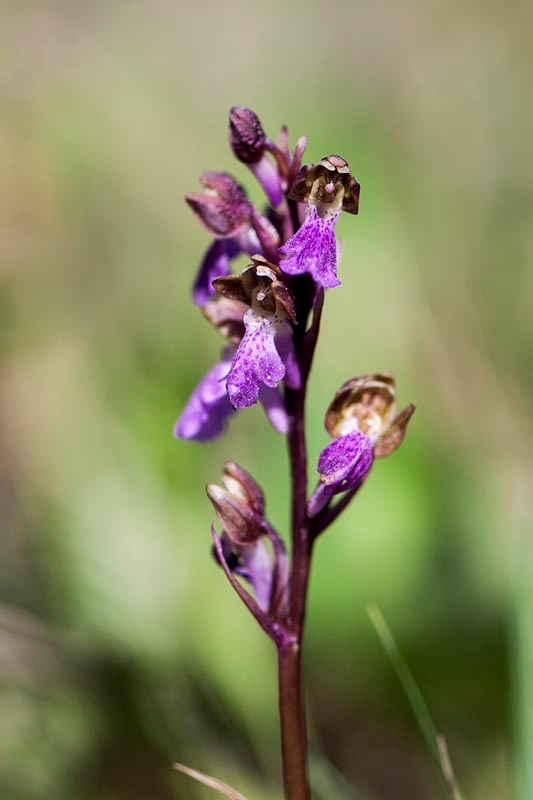 Spitzels gøgeurt.201231maj_5123.jpg