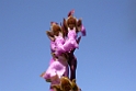 DSCN3524