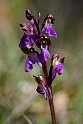 Spitzels Gøgeurt.201231maj_5141