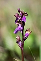 Spitzels gøgeurt.201231maj_5123