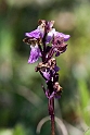 Spitzels gøgeurt.201231maj_5138