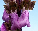 Spitzels gogeurt01