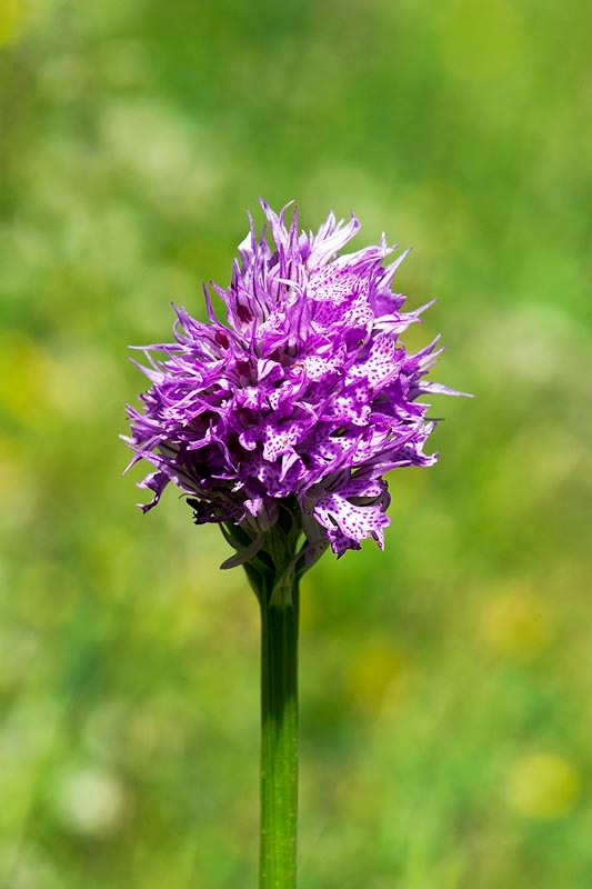 Orchis tridentata.20140507_5693.jpg