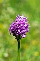 Orchis tridentata.20140507_5693