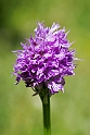 Orchis tridentata.20140507_5700