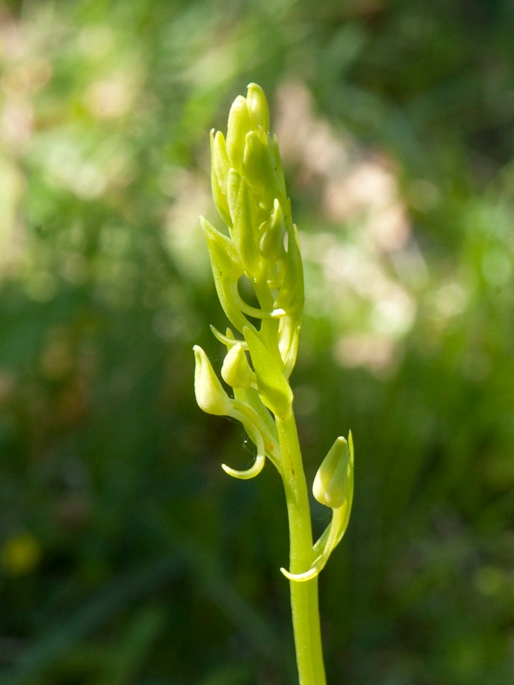 gogelilje.200901jun_0794.jpg - Lesser Butterfly Orchid (Platanthéra bifólia bifólia) Bakke-Gøgelilje, Sweden.