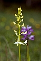 Bakke-gøjelilje.20130606_3151