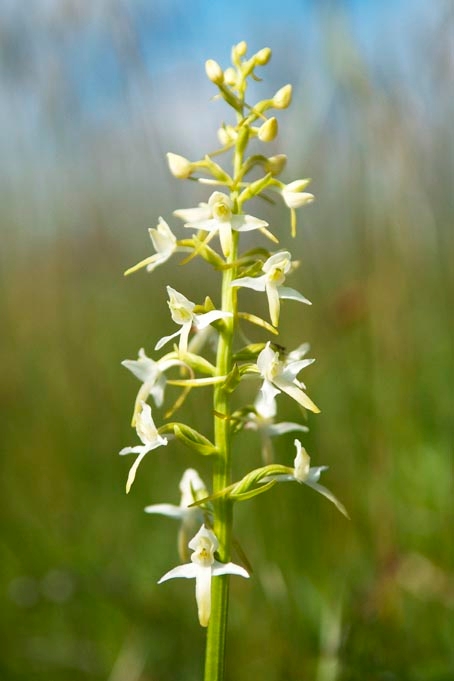 Langakset gøgelilje.20110620_7643.jpg