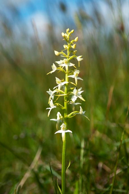 Langsporet gøgelilje.20110620_7642.jpg