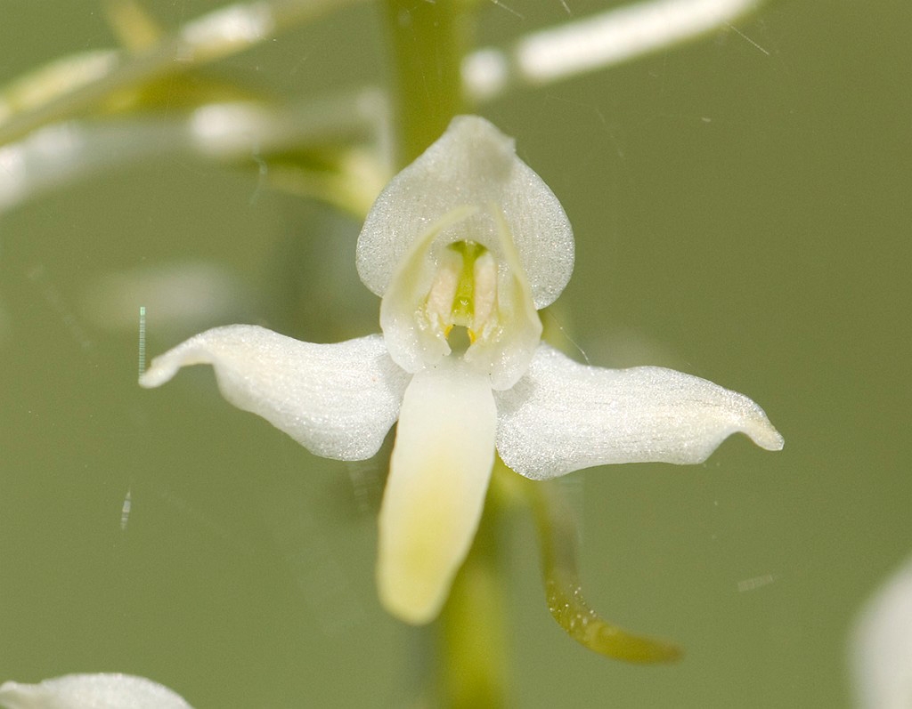 Langsporetgogelilje _SWE5368.jpg - Lesser Butterfly Orchid (Platanthéra bifólia latiflóra) Langsporet Gøgelilje, Sweden.