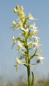 Langsporetgogelilje_SWE5238