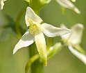 Langsporetgogelilje_SWE5244