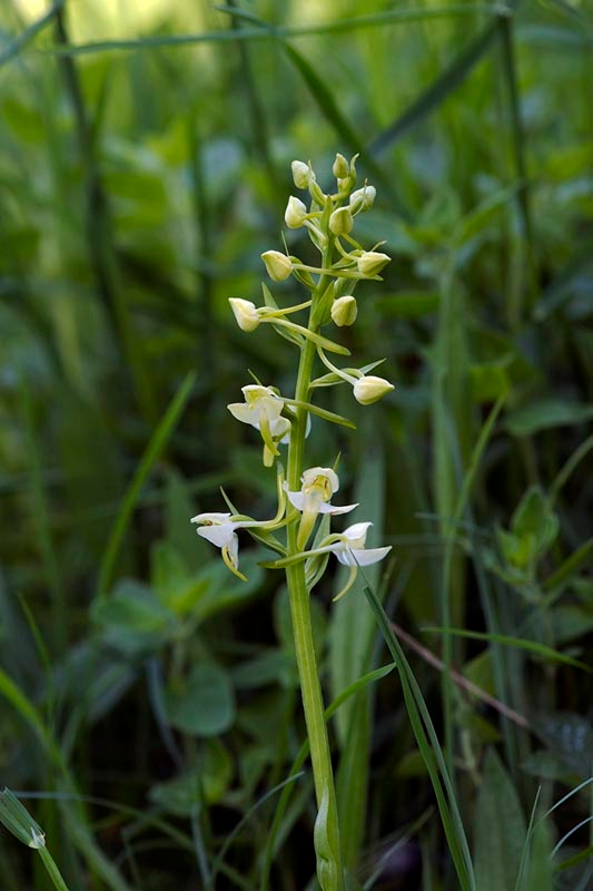 Skov-gøgelilje_20130601.jpg