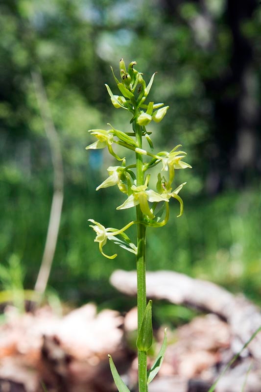 Platanthera holmboui.20140507_5665.jpg