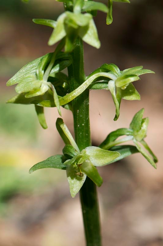 Platanthera holmboui.20140507_5680.jpg