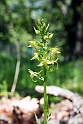 Platanthera holmboui.20140507_5665