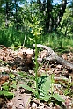 Platanthera holmboui.20140507_5669