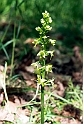 Platanthera holmboui.20140507_5670