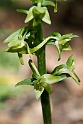 Platanthera holmboui.20140507_5680