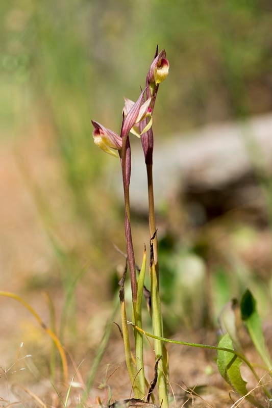 Serapias parviflora_DSC6853.jpg