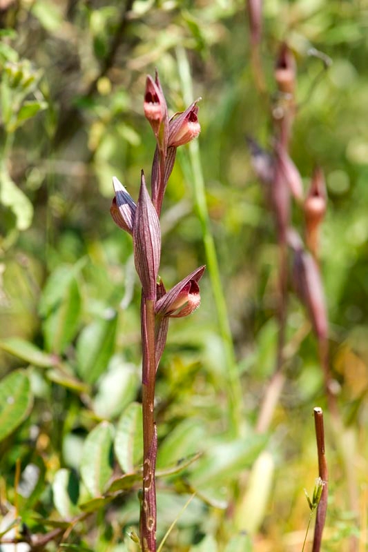 Serapias parviflora_DSC6860.jpg