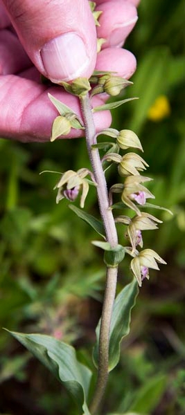Epipactis lusitanica.20160416_7326.jpg