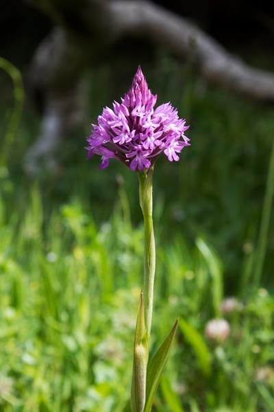 Horndrager.20160417_7287.jpg