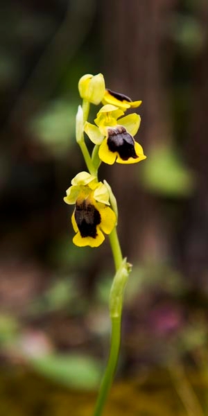 Ophrys lutea.20160416_7462.jpg