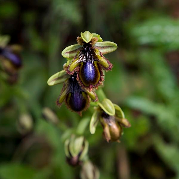 Ophrys vernixia lusitanica.20160417_7295.jpg