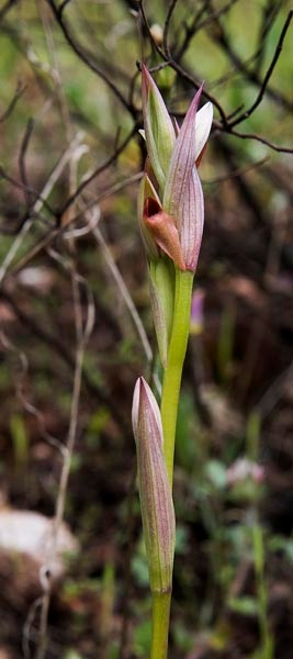 Serapias parviflora.20160416_7314.jpg