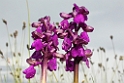 Anacamptis morio (Salep-gøgeurt)