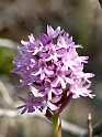 Anacamptis pyramidalis (Horndrager)