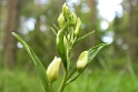 Cephalanthera damasonium (Hvidgul skovlilje)